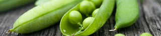 ARBIKIE LAUNCHES WORLD’S FIRST ‘CLIMATE POSITIVE’ GIN MADE FROM PEAS