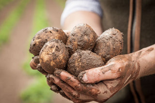 Potato Harvesting Season